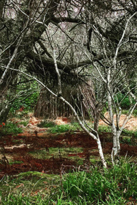 The Gospel of Andrus and The Godseers