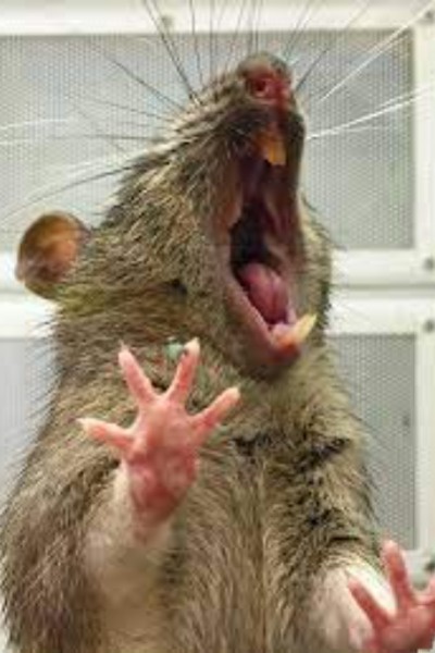 Maro the Rat-man Monster [LitRPG]